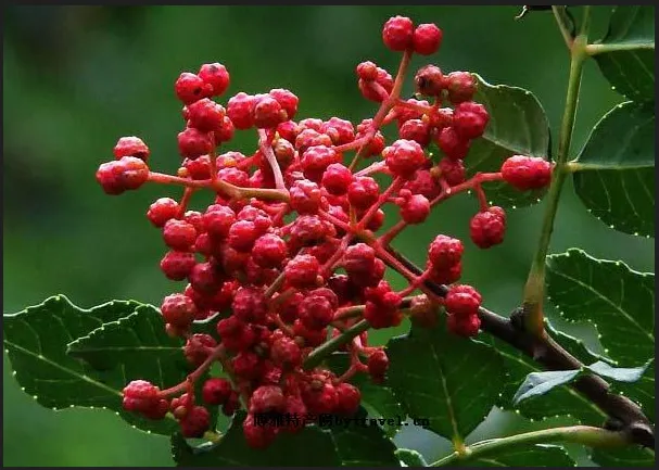 花椒故事4